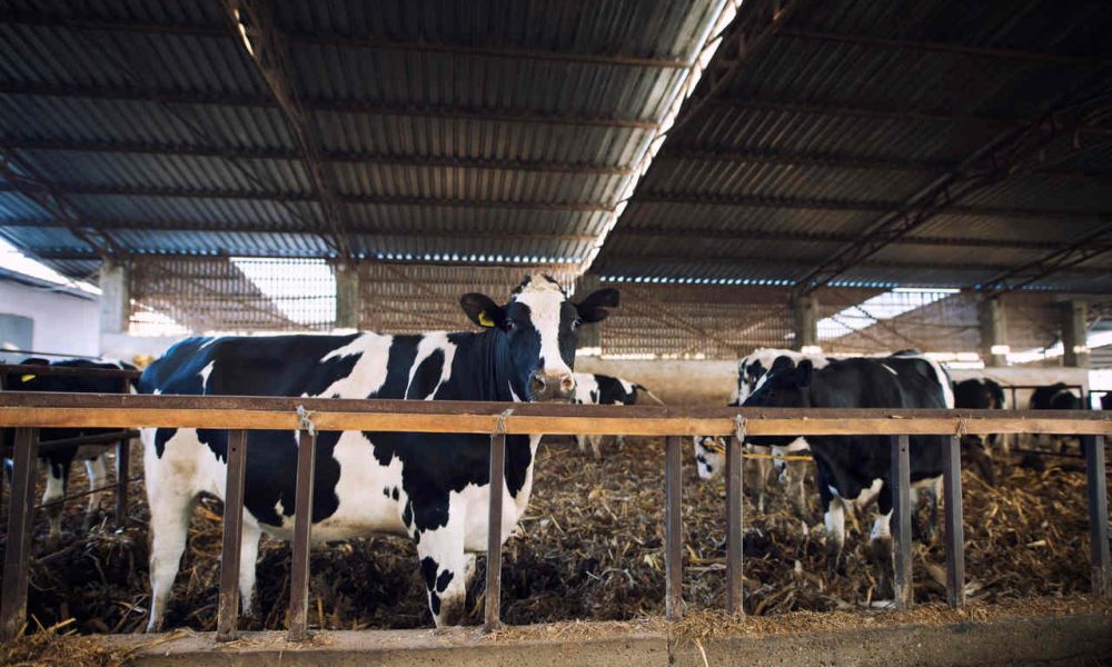 Jornal JA 7 - Canadá vai abrir mercado para importação de carne bovina e suína do Brasil