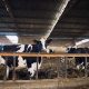 Jornal JA 7 - Canadá vai abrir mercado para importação de carne bovina e suína do Brasil