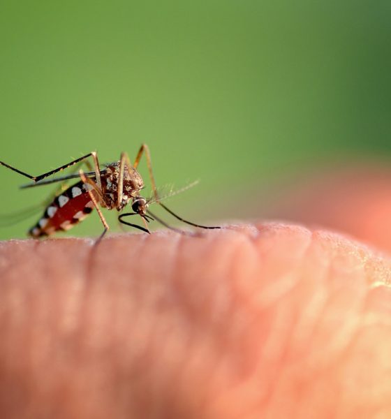 Jornal JA 7 - Cepa da dengue mais disseminada no mundo é encontrada no Brasil