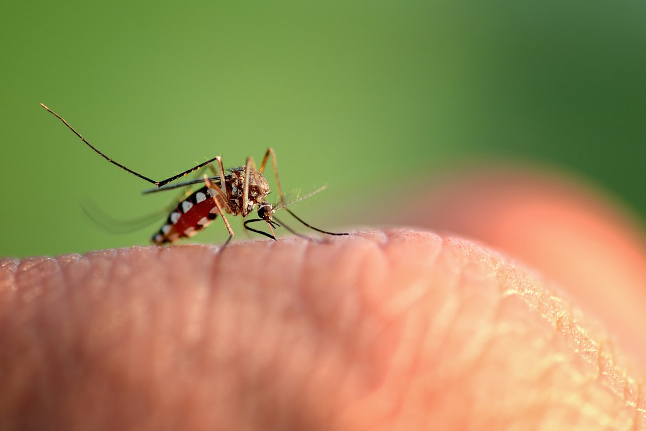Jornal JA 7 - Cepa da dengue mais disseminada no mundo é encontrada no Brasil