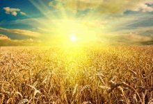 Jornal JA7- Brasil terá autossuficiência na produção de trigo