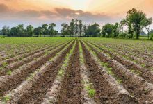 Agricultura em Goiás - Indenizações de seguro rural atingiram R$ 7,7 bilhões no primeiro semestre de 2022