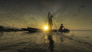 Agronegócio Notícias - Exportação de pescados dobra no primeiro semestre de 2022