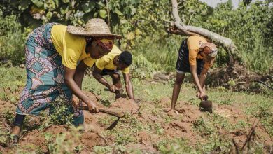 Jornal JA7 - FAO trabalhadoras do campo recebem 20% a menos que os homens