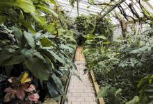 Jornal JA7 - Jardim Botânico do Rio reabre bromeliário, após nove meses em obras