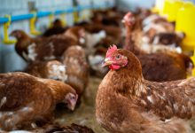 Jornal JA7 - OMS confirma primeira morte por gripe aviária no mundo