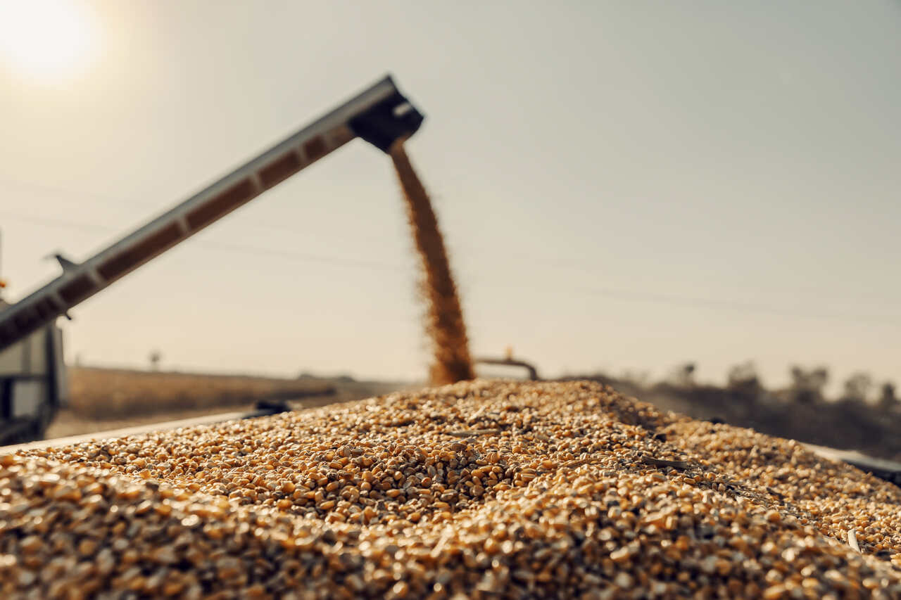 Jornal JA7 - Produção de grãos chegará a 390 milhões de toneladas em 10 anos