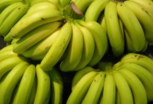 Jornal JA7 - Agrodefesa orienta sobre medidas fitossanitárias da cultura da banana em Goiás