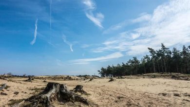 Jornal JA7 - Alertas de desmatamento batem recorde no Cerrado