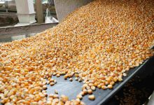 Jornal JA7 - Economia Conab produção de grãos é estimada em 320,1 milhões de toneladas