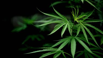 Jornal JA7 - Especialistas discutem formas de melhorar acesso à cannabis medicinal