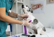 Jornal JA7 - Mutirão no Expansul tem castração gratuita de cães e mais 130 serviços