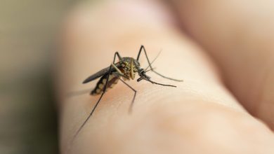 Jornal JA7 - Notificações de zika vírus aumentam no país em relação a 2022