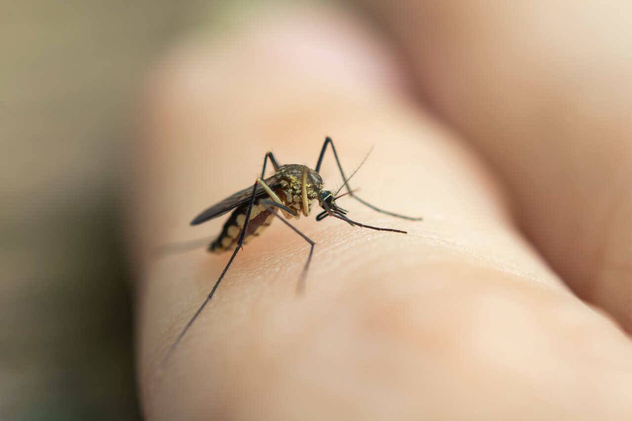 Jornal JA7 - Notificações de zika vírus aumentam no país em relação a 2022