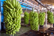 Jornal JA7 - Produção de banana em Goiás alcança 10ª posição no ranking nacional