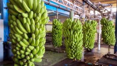 Jornal JA7 - Produção de banana em Goiás alcança 10ª posição no ranking nacional