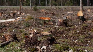 Jornal JA7 - Pioneiro, Governo assina pacto para zerar desmatamento ilegal