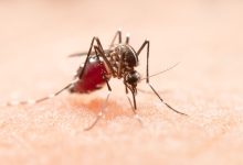 Jornal JA7 - Saúde divulga cuidados para evitar doenças do Aedes aegypti