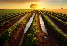Delegação da República Democrática do Congo Explora Potencial de Cooperação Agrícola no Brasil
