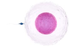 Urologia Goiânia - O impacto do HPV na fertilidade masculina