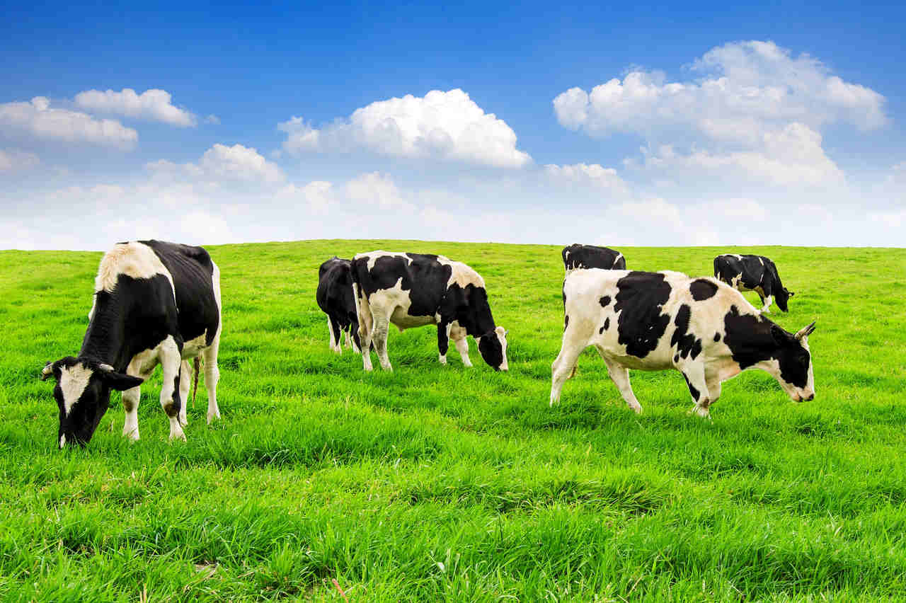 Crescimento significativo no abate de bovinos, frangos e suínos no terceiro Trimestre