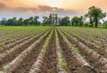 Impacto oculto dos sistemas agroalimentares soma quase 10% do PIB global
