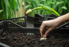 Brasil Amplia parcerias globais em agricultura e sustentabilidade na COP 28 em Dubai