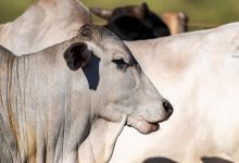 Rússia autoriza11 frigoríficos brasileiros para exportação de Carne Fortalecendo laços e qualidade