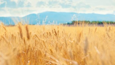 Ministério da Agricultura amplia calendário de semeadura da soja em sete estados