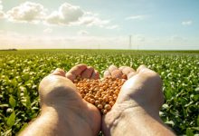 Ministério da Agricultura estabelece regras para importação de musgo de esfagno do Chile