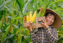 Programa de venda em balcão (ProVB) recebe aporte de R$ 105 milhões para estabilizar preços do milho