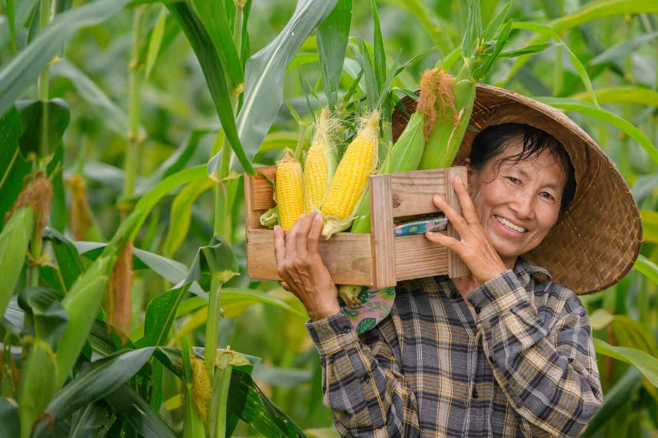 Programa de venda em balcão (ProVB) recebe aporte de R$ 105 milhões para estabilizar preços do milho