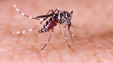 Inovação Brasileira no Combate aos Mosquitos MataAedes, a Armadilha Eficiente e Sustentável