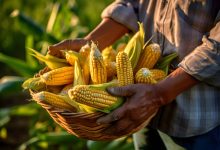 Desafios climáticos e estratégias de cultivo na temporada agrícola de Mineiros